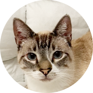 バイリンガルの猫・リッチ